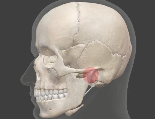 Allgemeines über das Kiefergelenk – TMG (Teil 1)